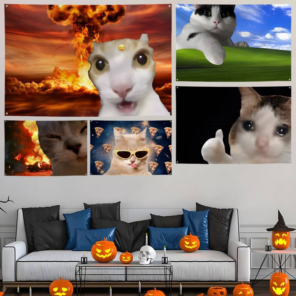 Interesting cat photography Fl - đánh giá và giá Photography Interest
