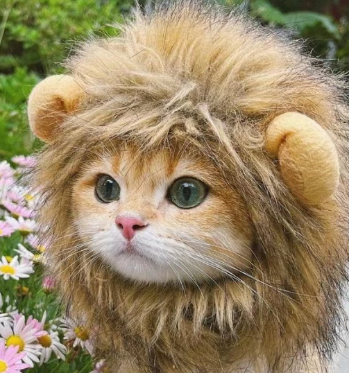 1pcs Interesting pet headwear  - đánh giá và giá Photography Interest