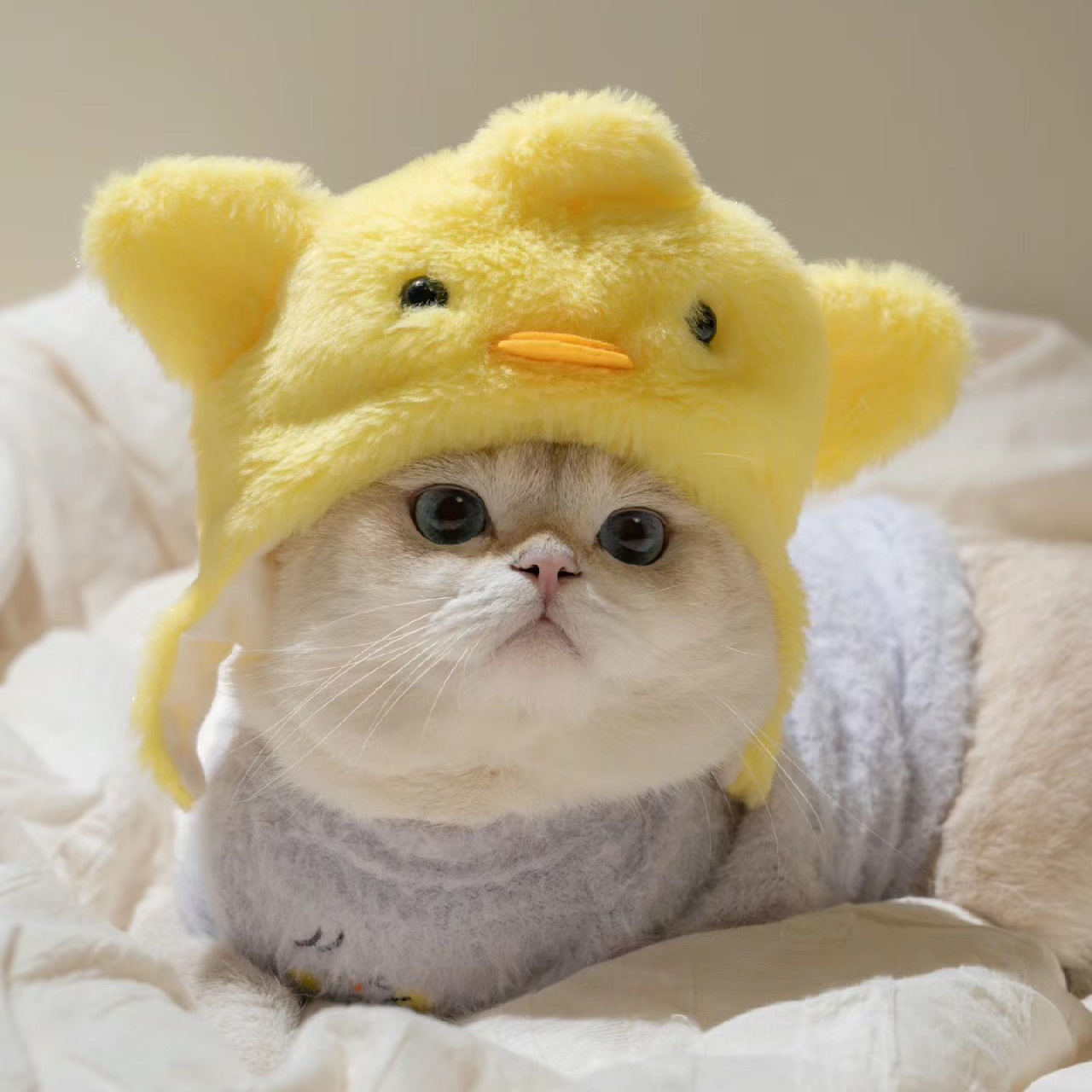 1pcs Interesting pet headwear  - đánh giá và giá Photography Interest